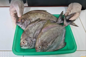 Jadi Primadona di Negeri Jiran, Ikan Bawal Asal Kalbar Terus Mengalir Lewat PLBN Entikong