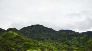 Audit Satgas Berujung Sanksi: Prabowo Tutup Izin 28 Perusahaan di Hutan