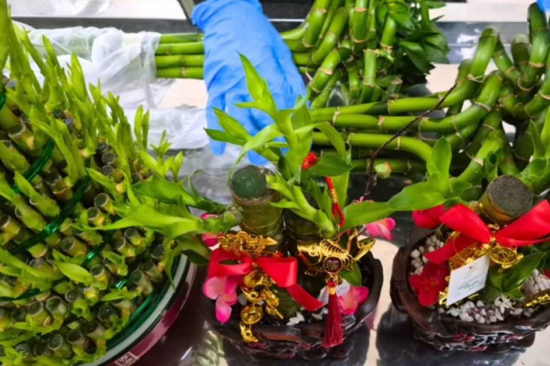 Jelang Imlek, Karantina Kalbar Gagalkan Penyelundupan Bibit Bambu Hias Asal Malaysia di PLBN Entikong