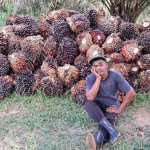 Sawit Tumpuan Hidup 284 Ribu Keluarga Kalbar, Ria Norsan Perjuangkan Kebun Rakyat di Kawasan Hutan