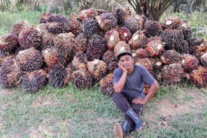 Sawit Tumpuan Hidup 284 Ribu Keluarga Kalbar, Ria Norsan Perjuangkan Kebun Rakyat di Kawasan Hutan