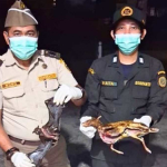Gagalkan Penyelundupan Telur Penyu dan Daging Satwa Liar di Pelabuhan Sintete