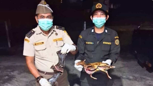 Gagalkan Penyelundupan Telur Penyu dan Daging Satwa Liar di Pelabuhan Sintete