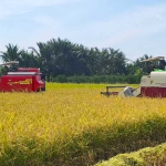 Gunakan Metode Arkansas, Petani Desa Gelik Sambas Hasilkan 1,3 Ton Gabah Per Borong