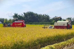 Gunakan Metode Arkansas, Petani Desa Gelik Sambas Hasilkan 1,3 Ton Gabah Per Borong