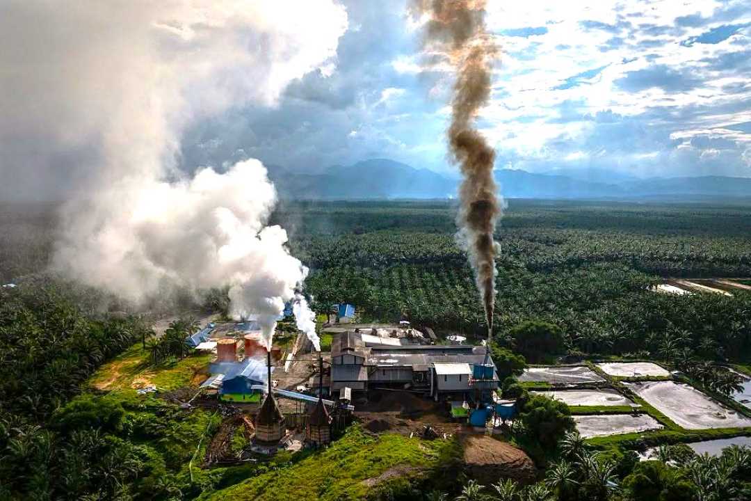 Wacana 12,7 Juta Hektare Hutan Rusak untuk Sawit B50 Hashim Djojohadikusumo Sorot Perhatian Pakar